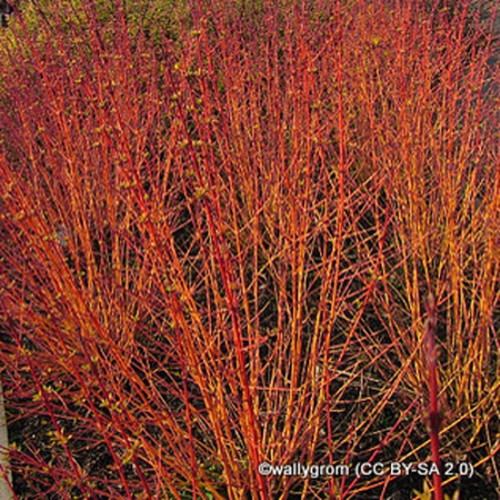 Cornus 'Midwinter Fire' (Dogwood) 5ltr pot - Bunkers Hill ...
