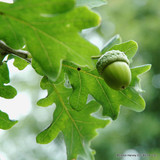 Quercus robur f. fastigiata (Fastigiate Oak) - potted