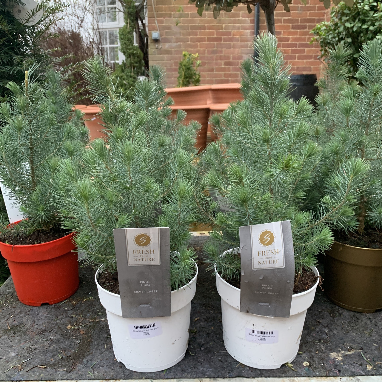 Pinus Silver Crest (dwarf pine) Bunkers Hill Plant Nursery