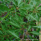 Fagus sylvatica 'Asplenifolia' (cut-leaved beech) 6/8cm