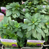 Euphorbia 'Robbiae‘ 1ltr pot