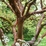 Acer griseum  (Paperbark Maple) 100/125cm