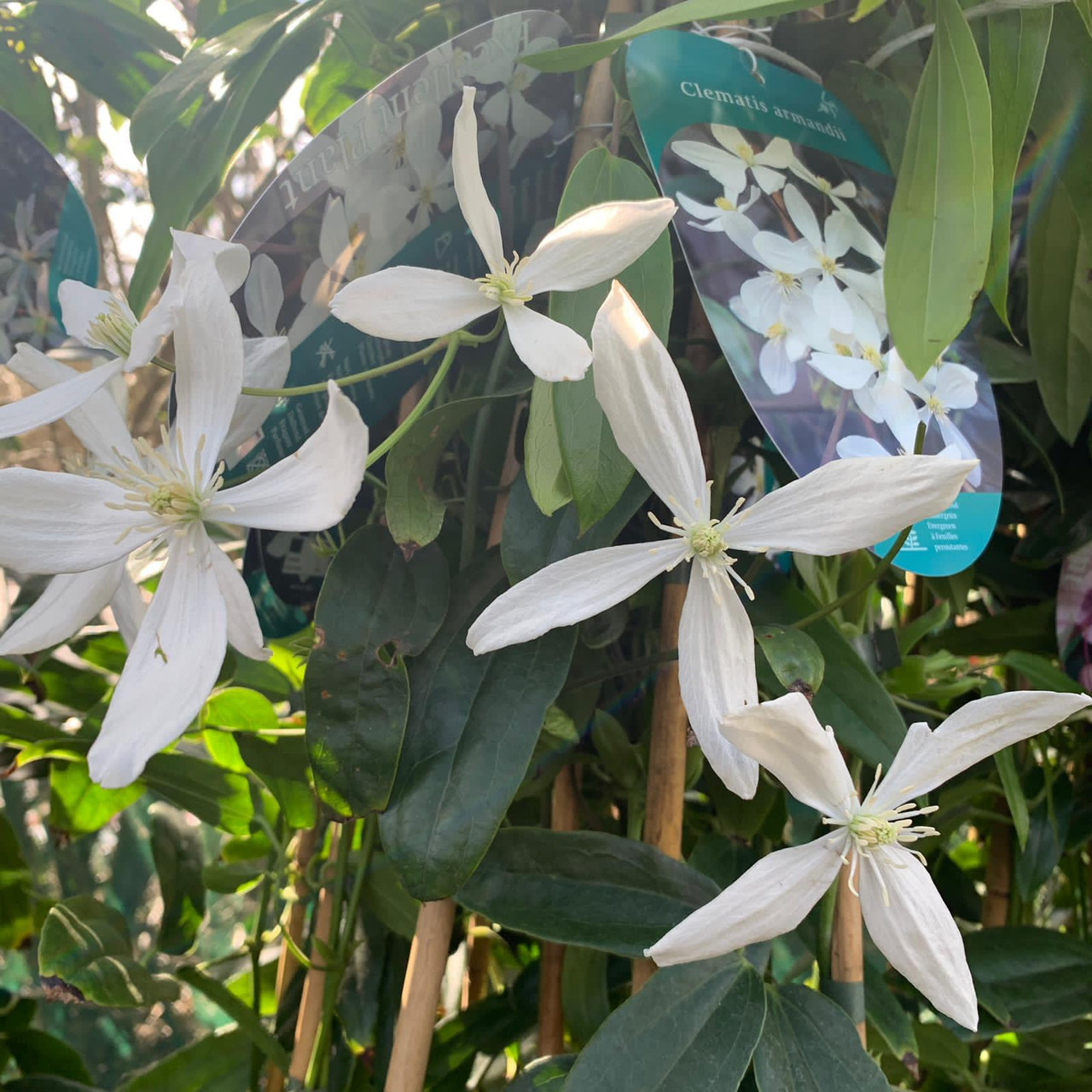 Clematis 'Armandii' Bunkers Hill Plant Nursery