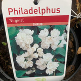 Philadelphus 'Virginal' - Mock Orange