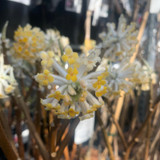Edgeworthia chrysantha - 15ltr pot