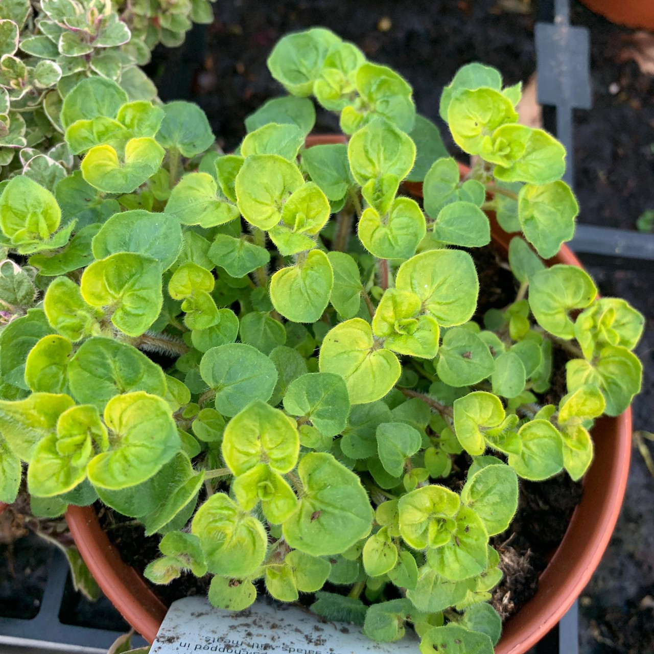 Oregano 'Golden' (11cm) Bunkers Hill Plant Nursery