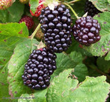 Blackberry 'Oregon Thornless' - 9cm pot.