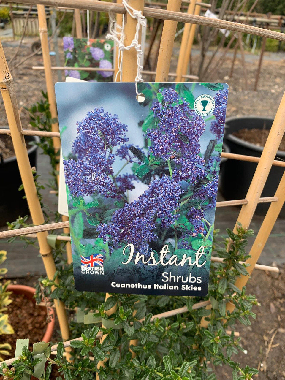 Ceanothus 'Italian Skies' 1.2m Trellis Bunkers Hill Plant Nursery