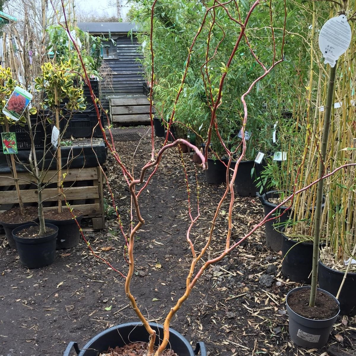 Salix 'Erythroflexuosa' (Contorted Willow) 100/120cm Bunkers Hill