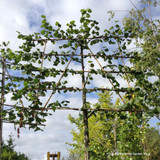 Pleached Lime Tree 14/16cm girth, 2m stem (Tilia europaea 'Pallida')