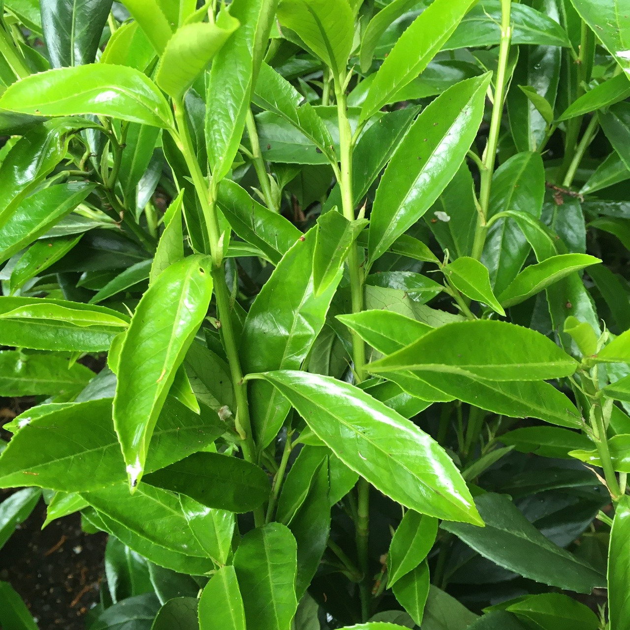 Prunus laur. 'Genolia' (Cherry Laurel) 100-125cm - Bunkers Hill Plant ...