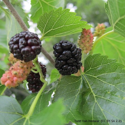 Morus alba (White Mulberry) - 250/275cm - Bunkers Hill Plant Nursery