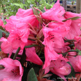 Rhododendron 'Winsome'- 10L