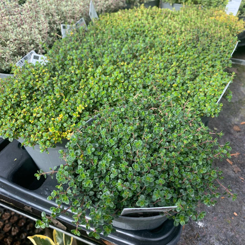 Thyme 'Doone Valley;' Bunkers Hill Plant Nursery