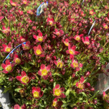 Saxifrage alpino red