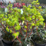 Euphorbia purpurea