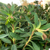 Euphorbia martini - 1 ltr pot