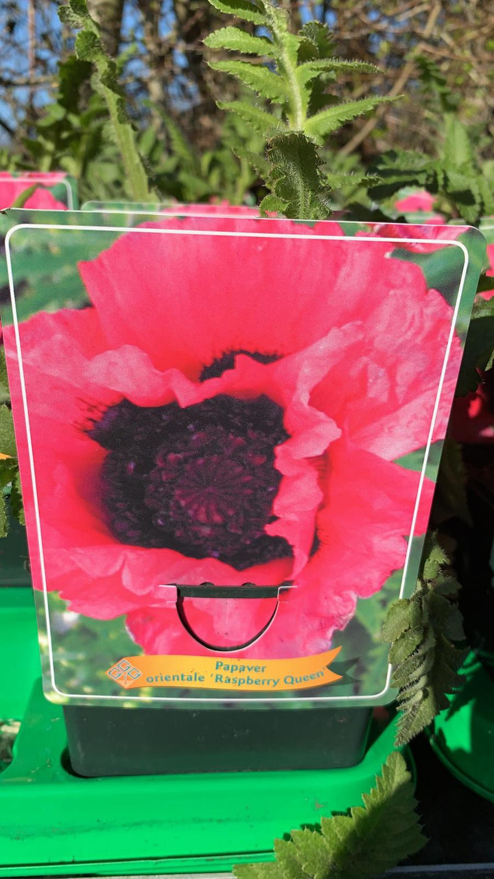 Papaver orientale 'Raspberry Queen' (Poppy) Bunkers Hill Plant Nursery