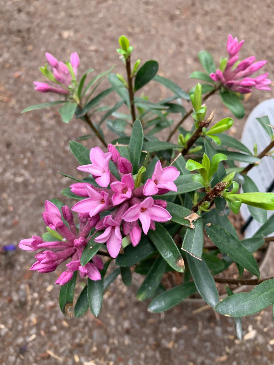 Daphne 'Pink Fragrance' Bunkers Hill Plant Nursery