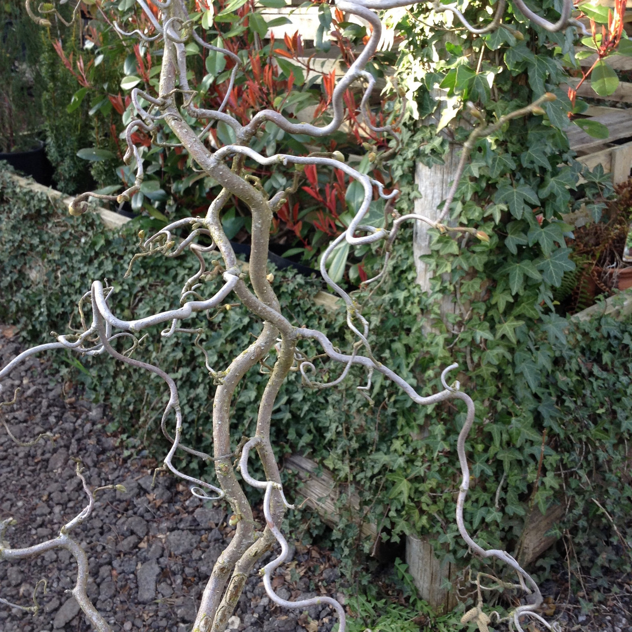 Corylus avellana 'Contorta' (Corkscrew Hazel) 10ltr Bunkers Hill