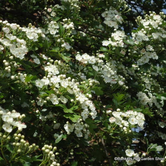 Crataegus laevigata 'Plena' - 6/8cm girth - Bunkers Hill Plant Nursery
