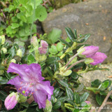 Rhododendron  keleticum- P11