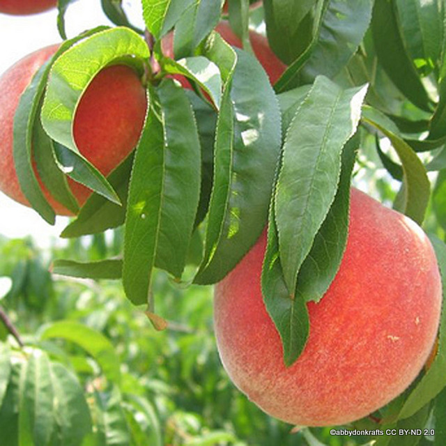Maiden Fruit Trees - Apple Bramley Original AGM 1yr old maiden Tree From D.T. Brown : Check spelling or type a new query.