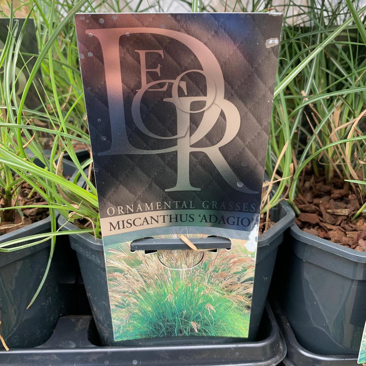 Miscanthus 'Adagio' (Grass) Bunkers Hill Plant Nursery