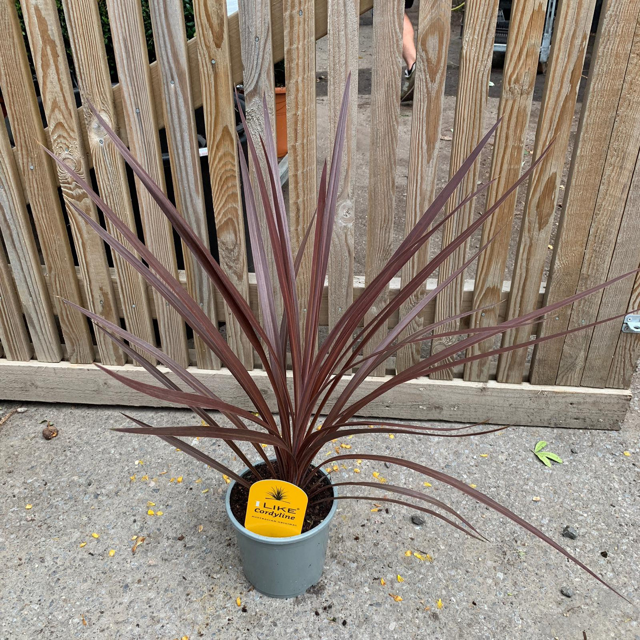 Cordyline 'Red Star' (p17) - Bunkers Hill Plant Nursery