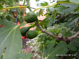 Ficus carica (Fig tree)
