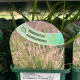 Pennisetum Alopecuroides (Grass) - 9cm