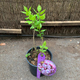 Syringa vulgaris 'Oliver de Serres' (Lilac)