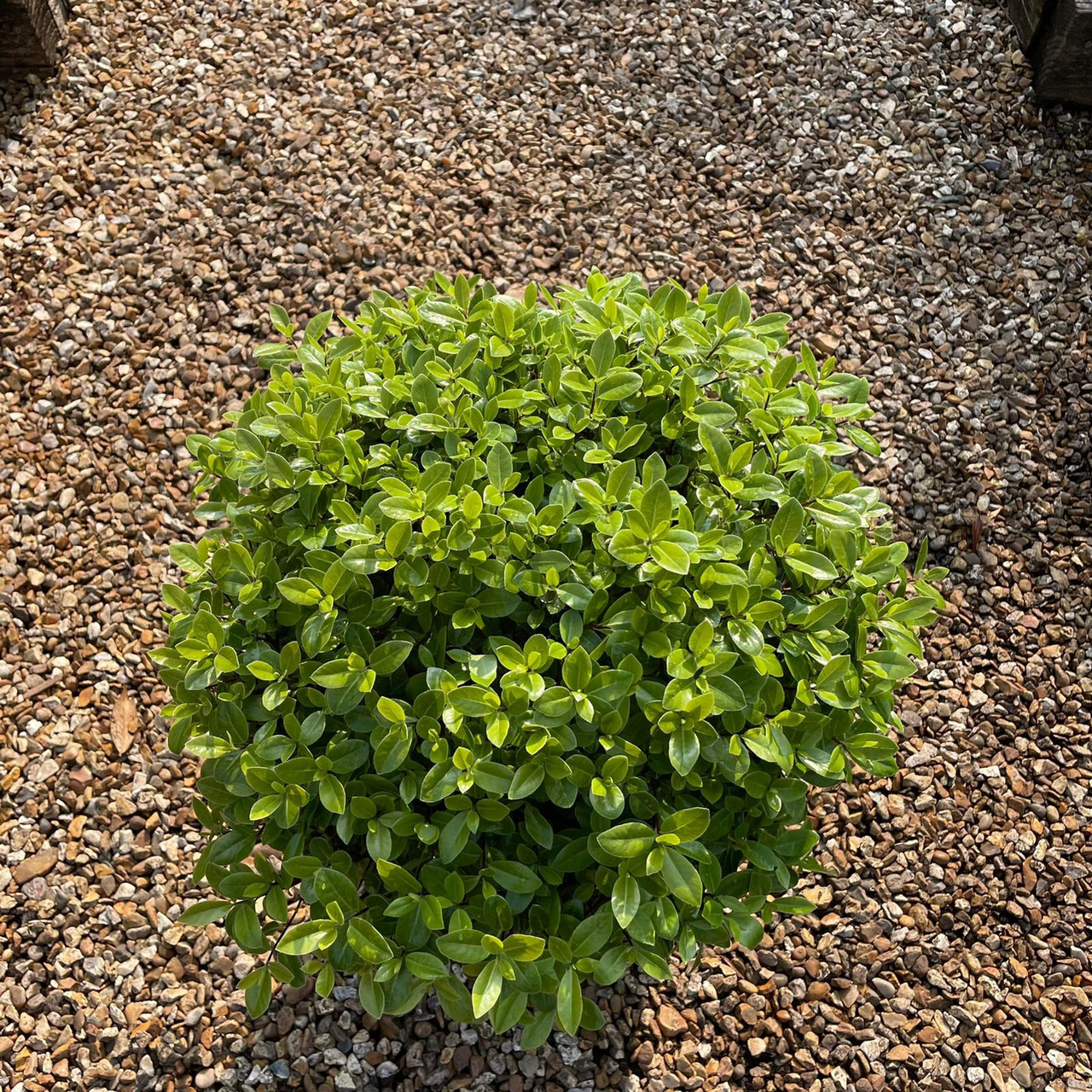 Pittosporum tenuifolium 'Golf Ball' 10ltr Bunkers Hill Plant Nursery