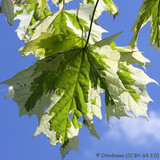 Acer platanoides 'Drummondii' (Norway Maple) - 10/12cm girth