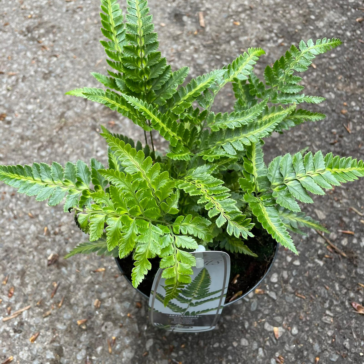 Arachnoides aristata 'Variegata' - Hardy Fern - Bunkers Hill Plant Nursery