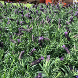 Lavender stoechas (French) p12