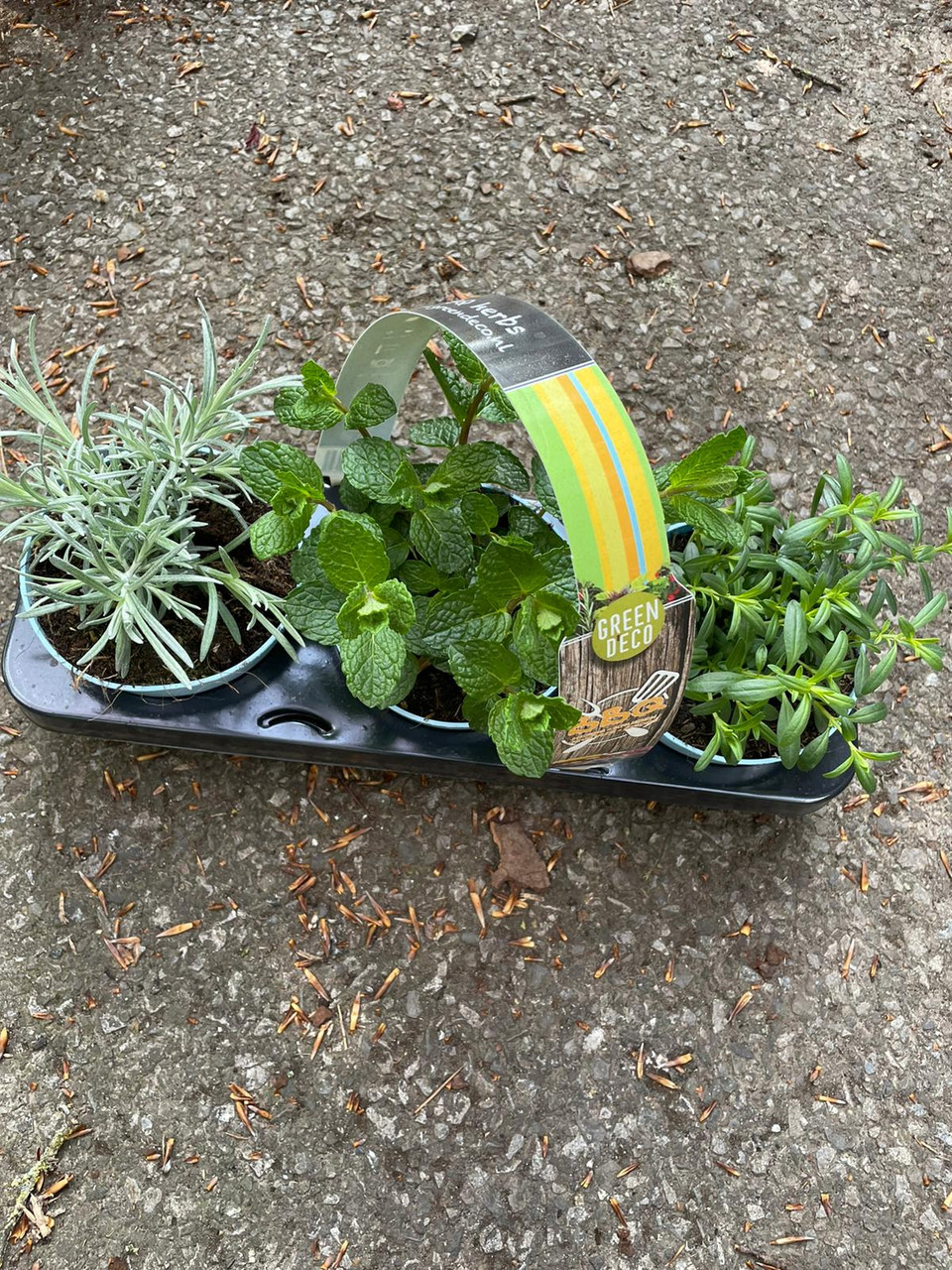 BBQ herb selection Bunkers Hill Plant Nursery