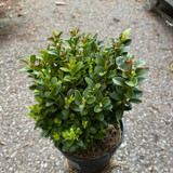 Box individual plant (Buxus) 13cm