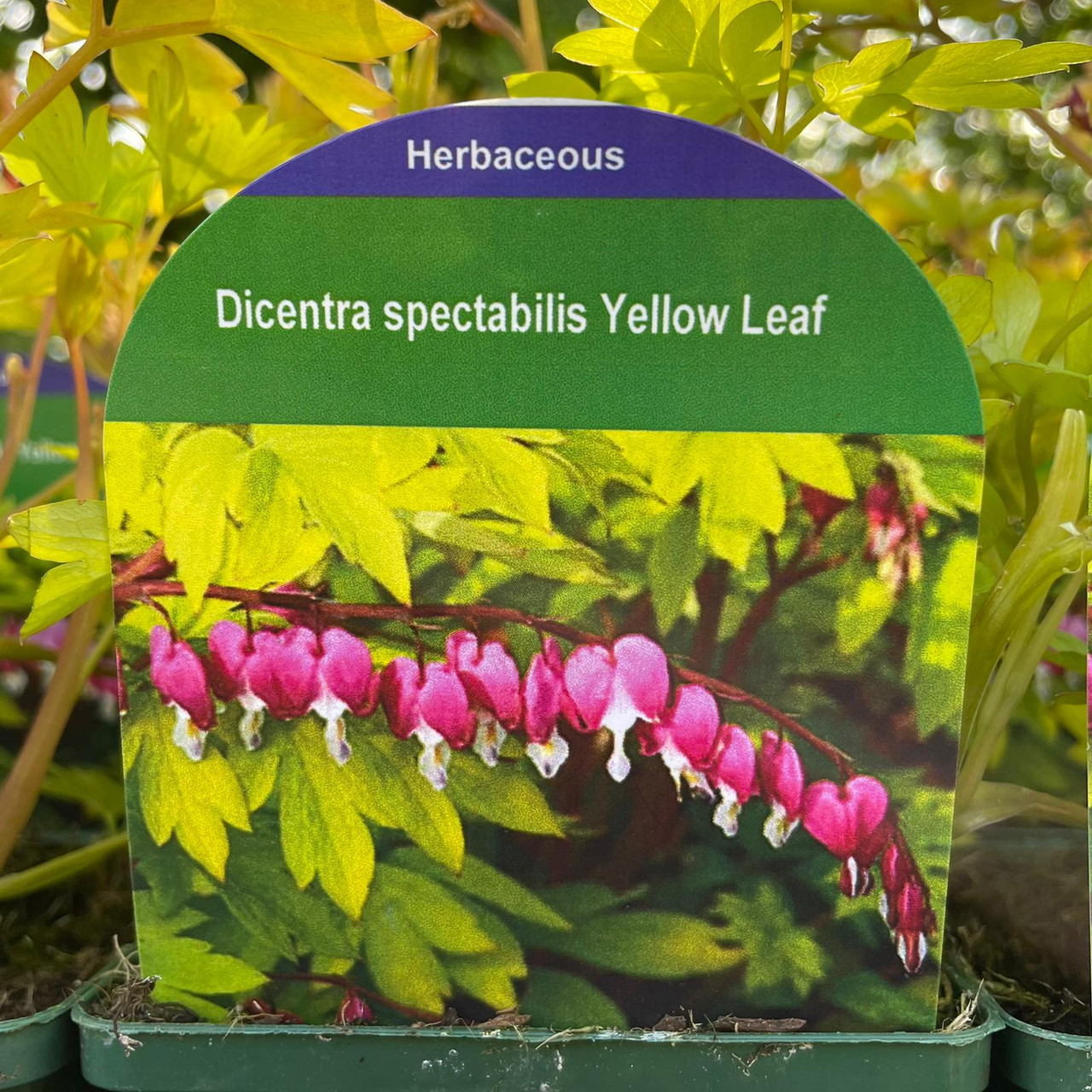 Dicentra spectabilis 'Yellow Leaf' 9cm Bunkers Hill Plant Nursery
