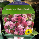 Knautia mac. 'Melton Pastels' 9cm