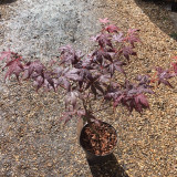 Acer palmatum 'Atropurpureum' (p19)