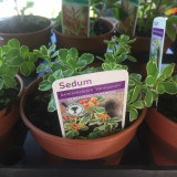 Sedum kamtschaticum 'Variegatum' (11cm)