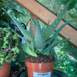Aloe arborescens (10.5cm)