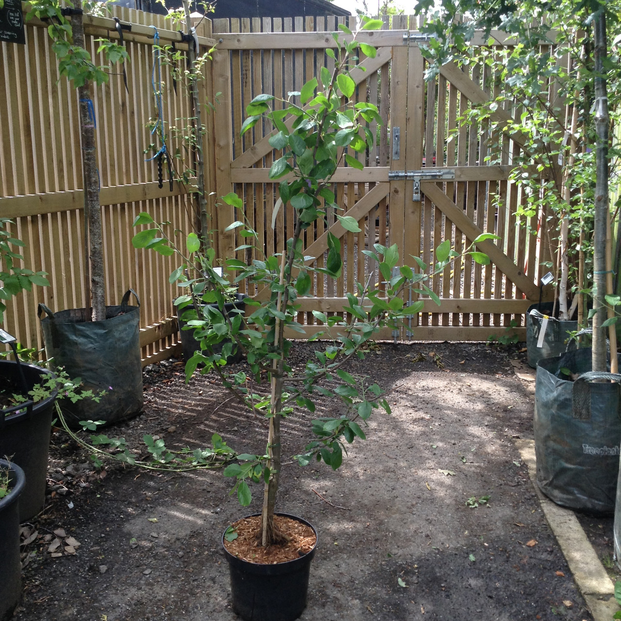 Plum Tree 'Victoria' 10ltr Bunkers Hill Plant Nursery