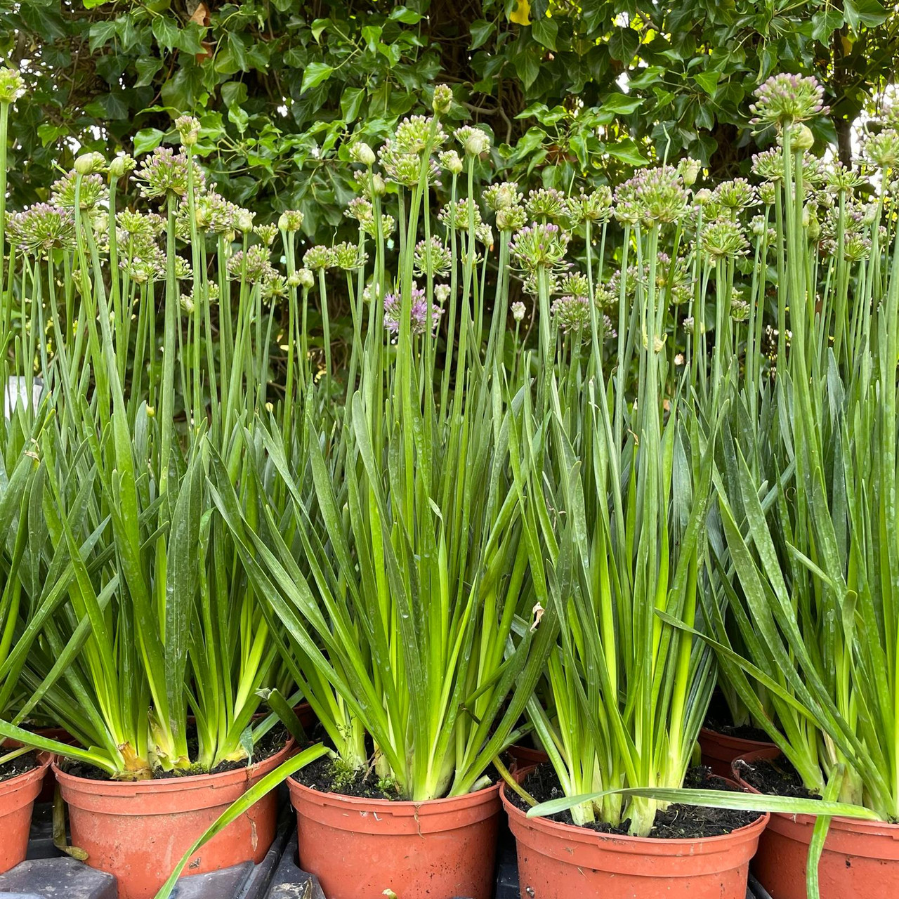 Allium 'Millenium' (3L) Bunkers Hill Plant Nursery