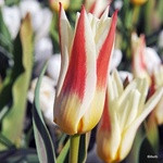 Tulip 'Johann Strauss' PACK - 10 bulbs