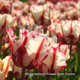 Tulip 'Estella Rijnveld' (Parrot) - PACK of 10 Premium size bulbs