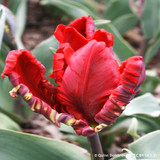 Tulip 'Rococo Double' (Parrot) - PACK of 10 Premium size bulbs