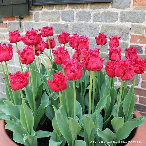 Tulip 'Barbados' (Fringed) PACK of 10 Premium size bulbs Bunkers