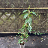 Schisandra (Magnolia vine)
